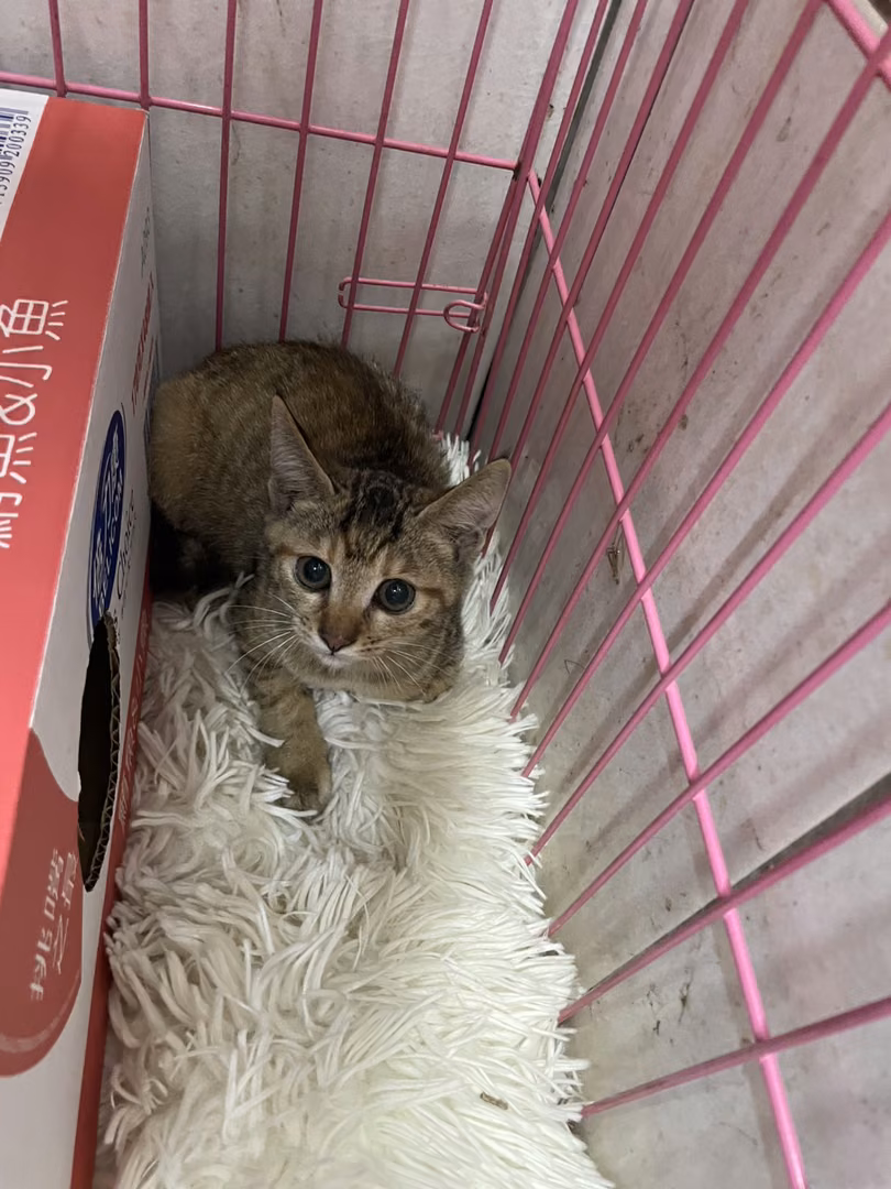The cat, from the shelter's listing