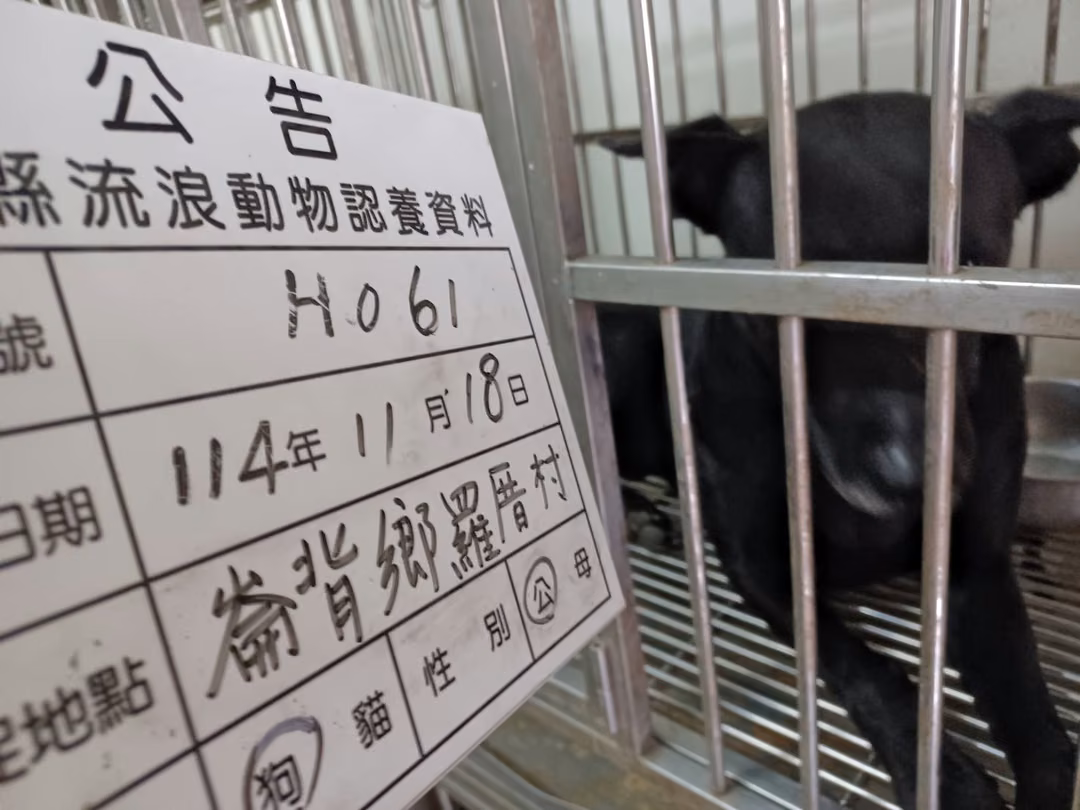 The dog, from the shelter's listing