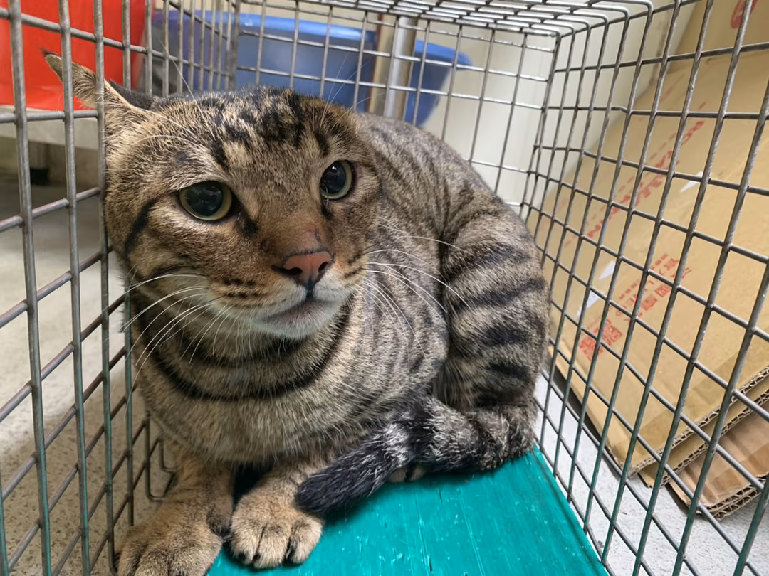 The cat, from the shelter's listing