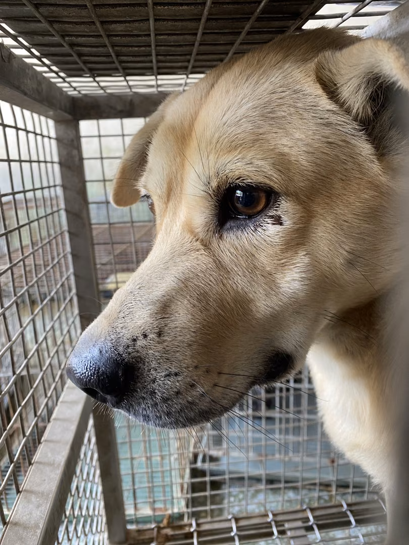 The dog, from the shelter's listing