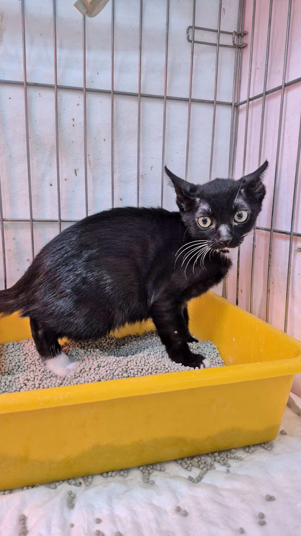 The cat, from the shelter's listing