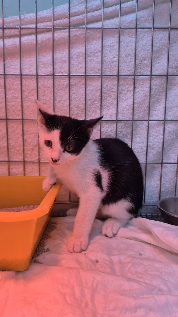 The cat, from the shelter's listing
