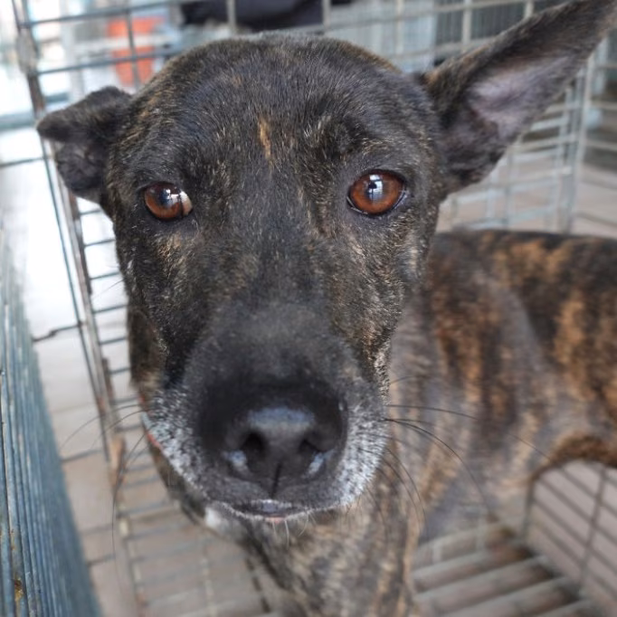 The dog, from the shelter's listing