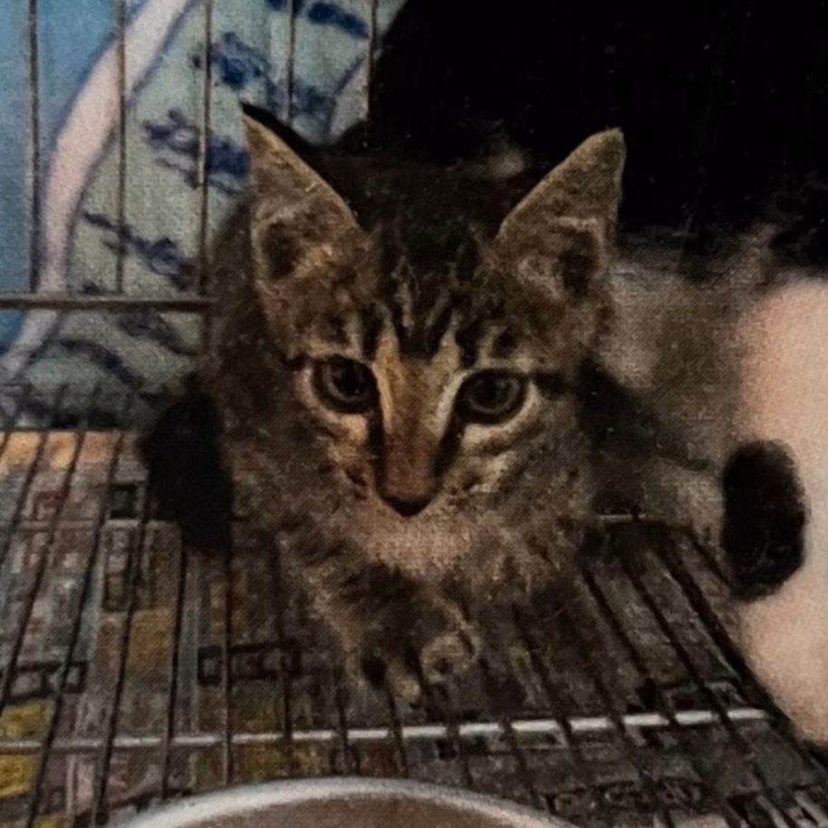 The cat, from the shelter's listing