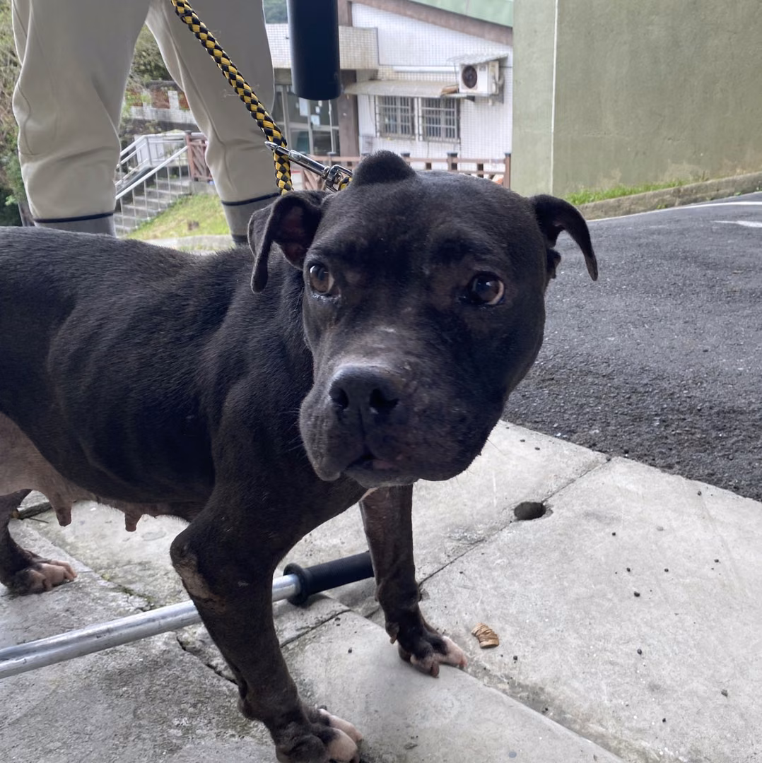 The dog, from the shelter's listing