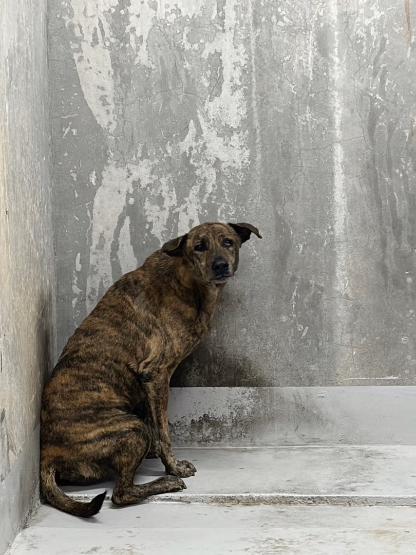 The dog, from the shelter's listing