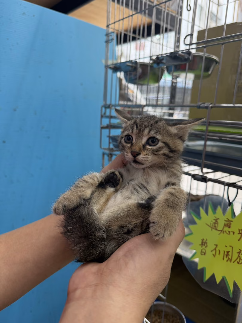 The cat, from the shelter's listing