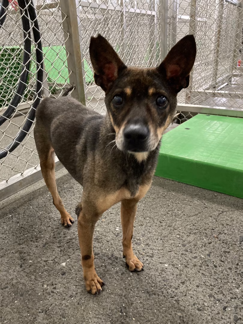 The dog, from the shelter's listing