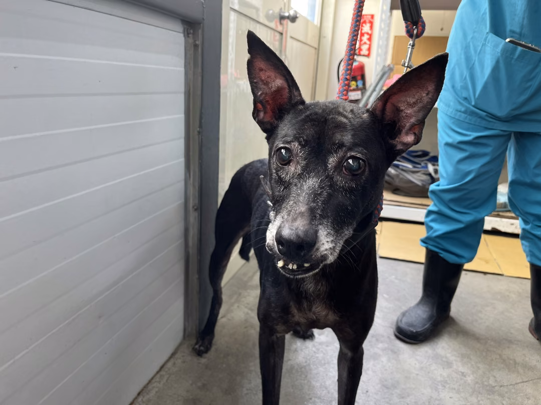 The dog, from the shelter's listing