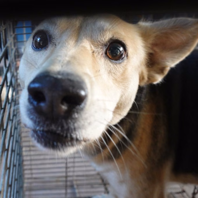 The dog, from the shelter's listing