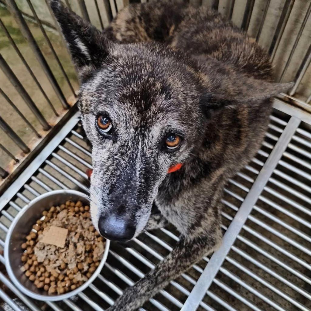 The dog, from the shelter's listing