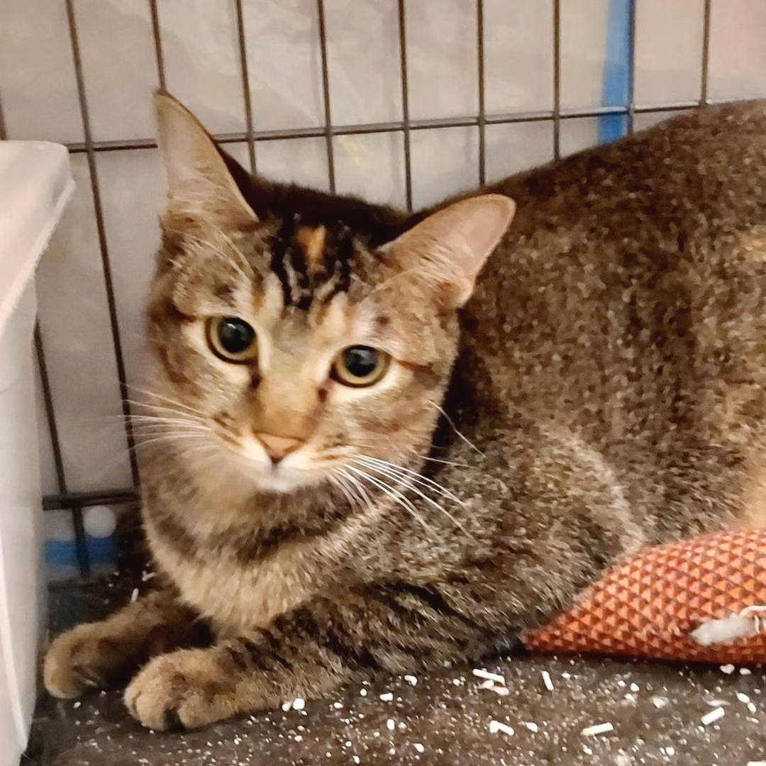 The cat, from the shelter's listing