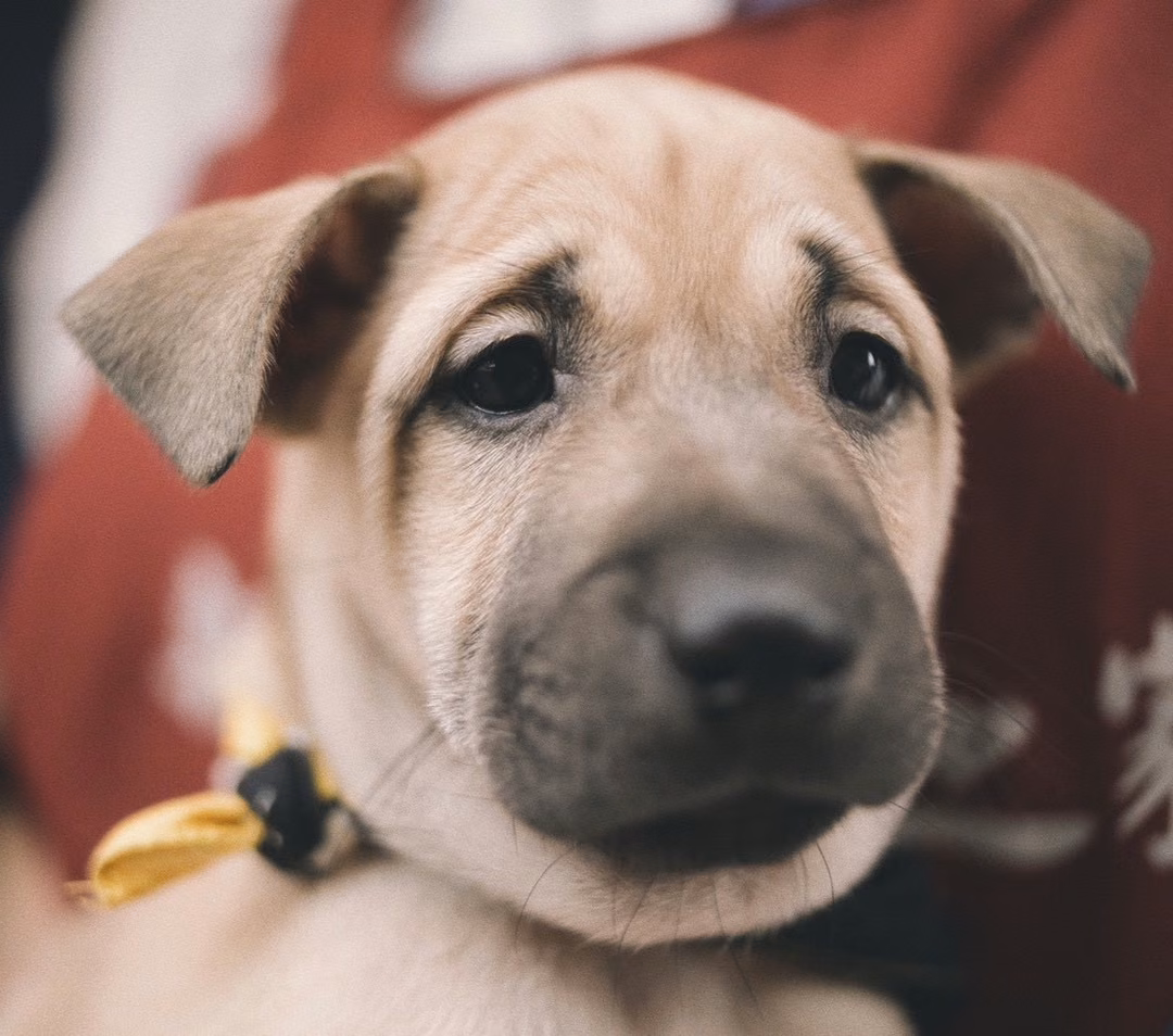 The dog, from the shelter's listing