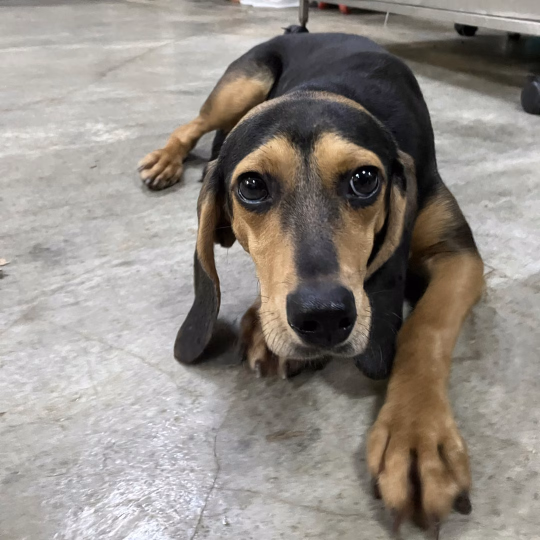 The dog, from the shelter's listing