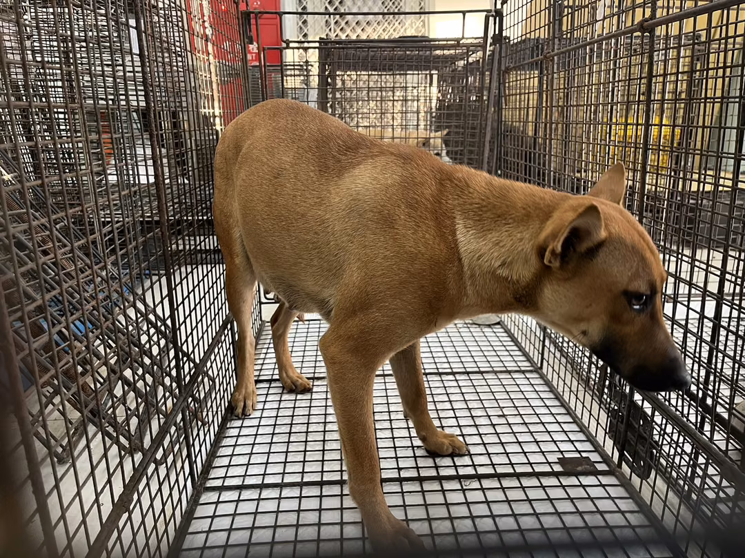 The dog, from the shelter's listing