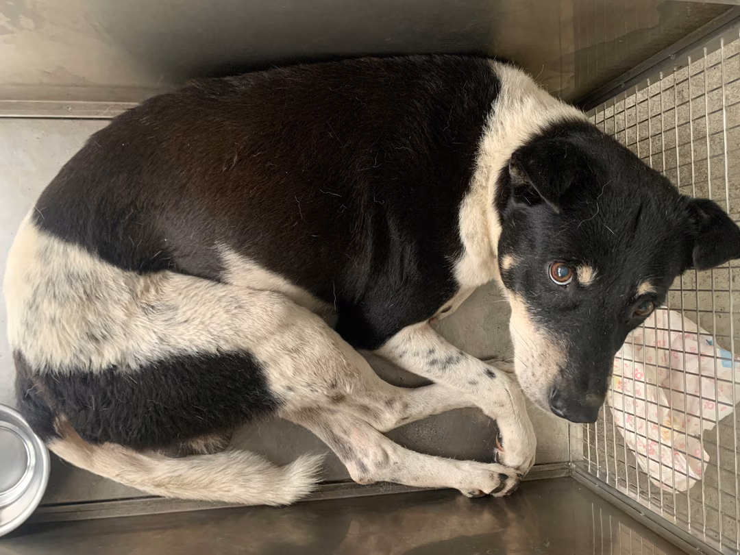 The dog, from the shelter's listing