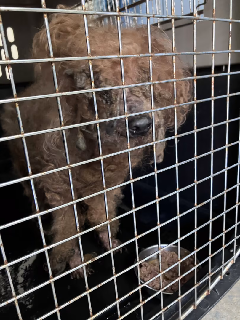 The dog, from the shelter's listing