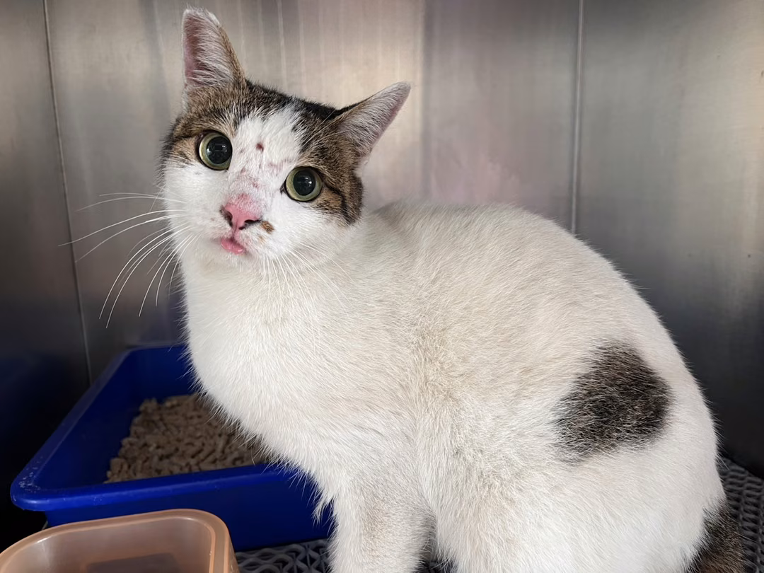 The cat, from the shelter's listing