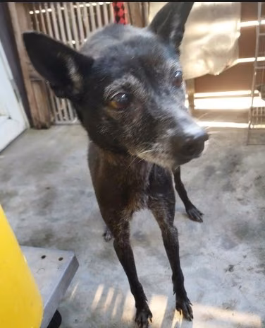 The dog, from the shelter's listing