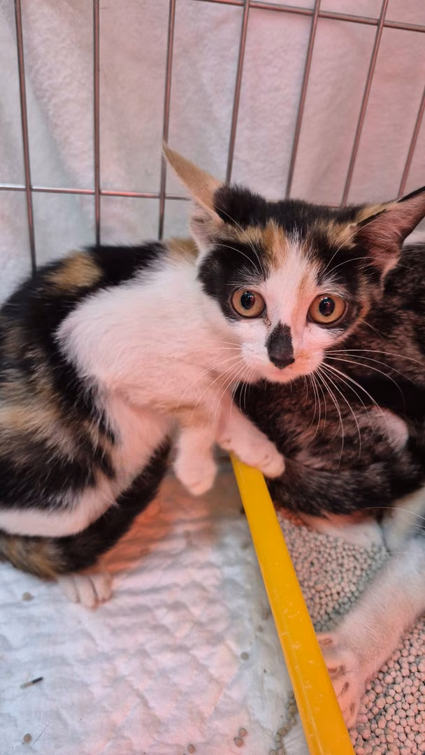 The cat, from the shelter's listing