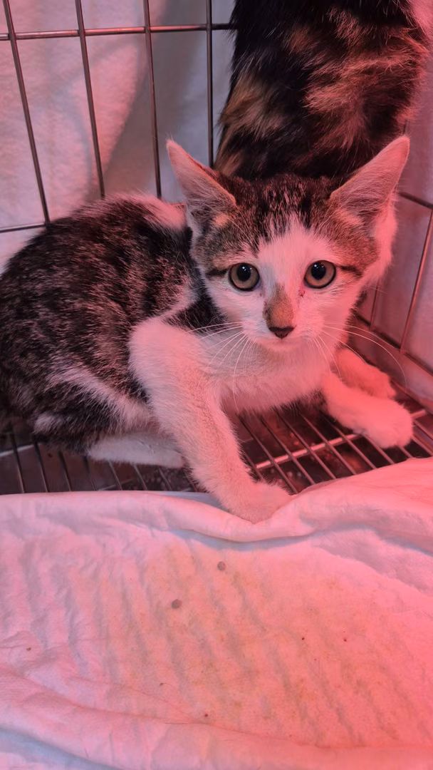 The cat, from the shelter's listing