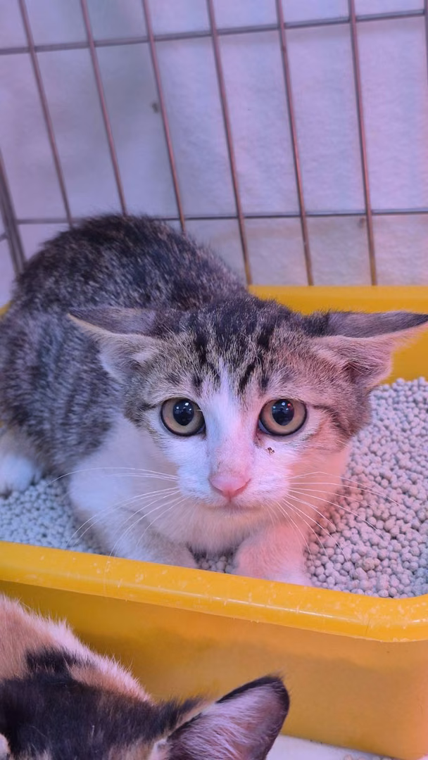The cat, from the shelter's listing