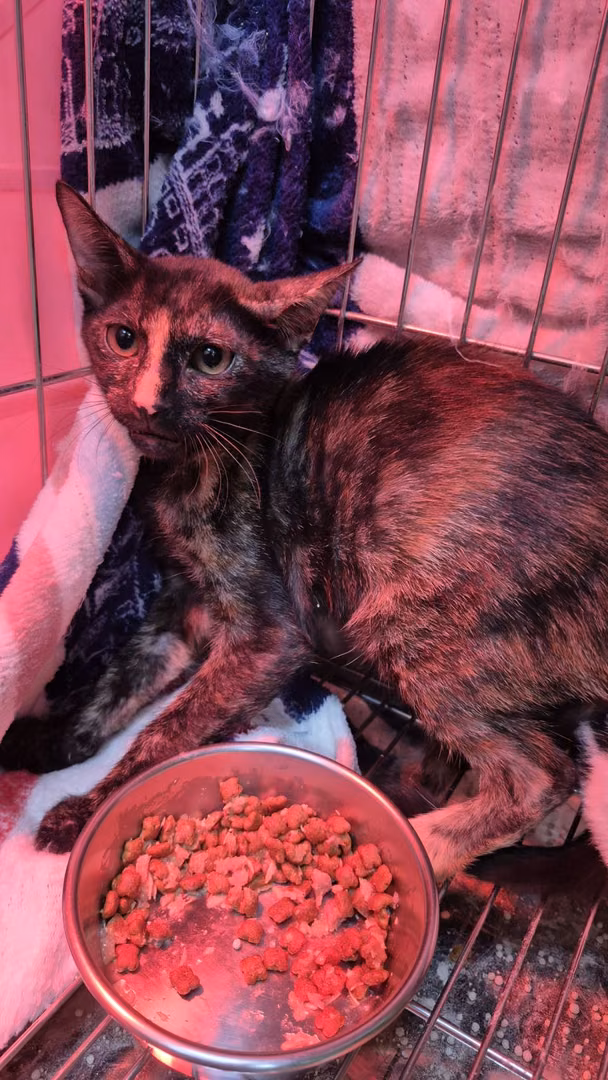 The cat, from the shelter's listing