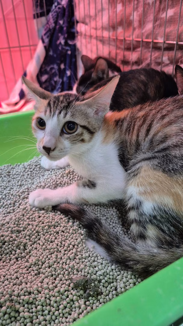 The cat, from the shelter's listing