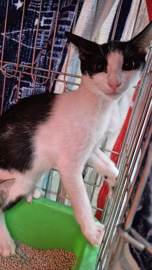 The cat, from the shelter's listing