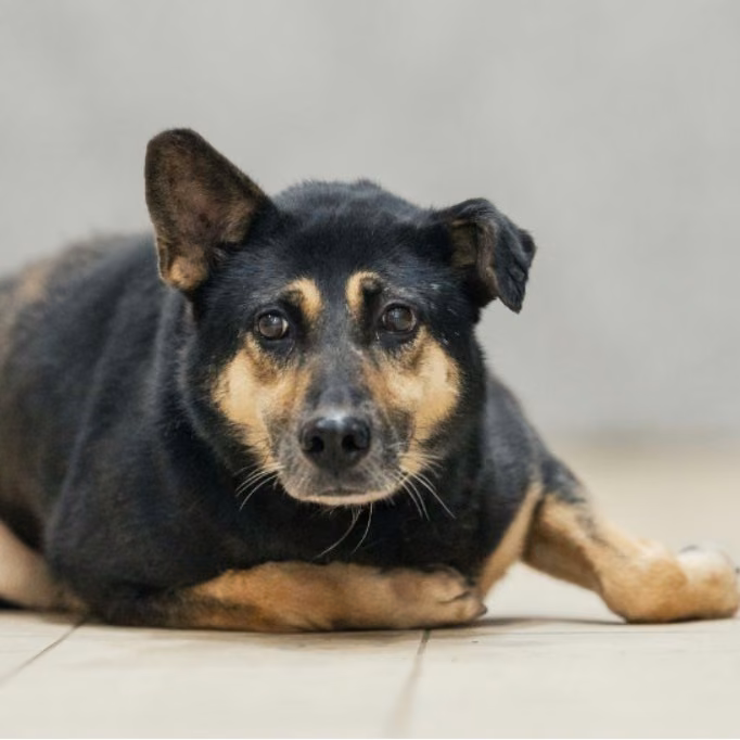 The dog, from the shelter's listing