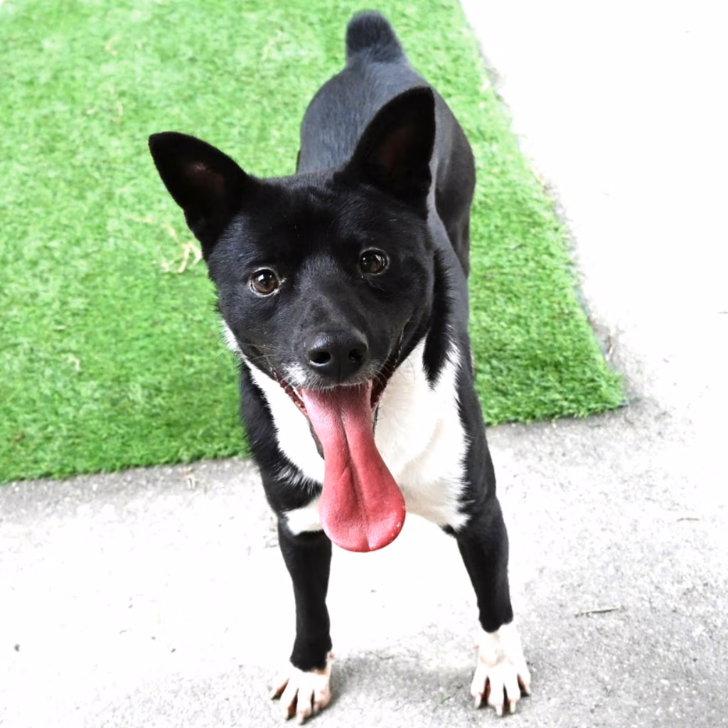The dog, from the shelter's listing