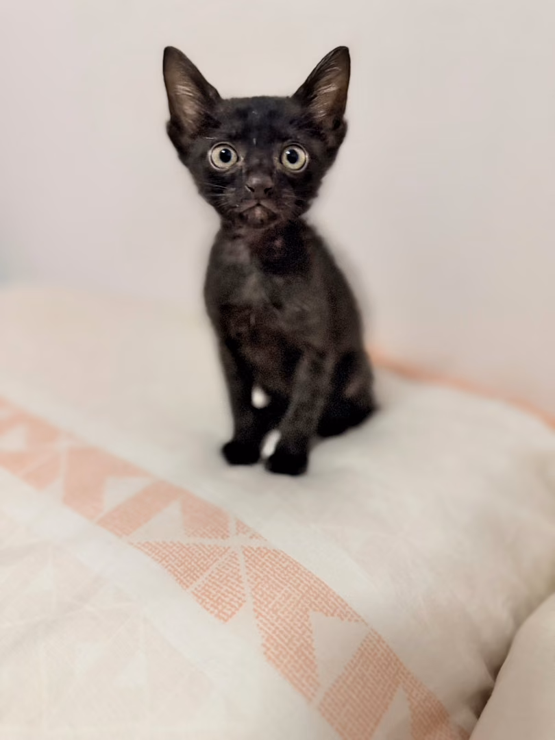 The cat, from the shelter's listing