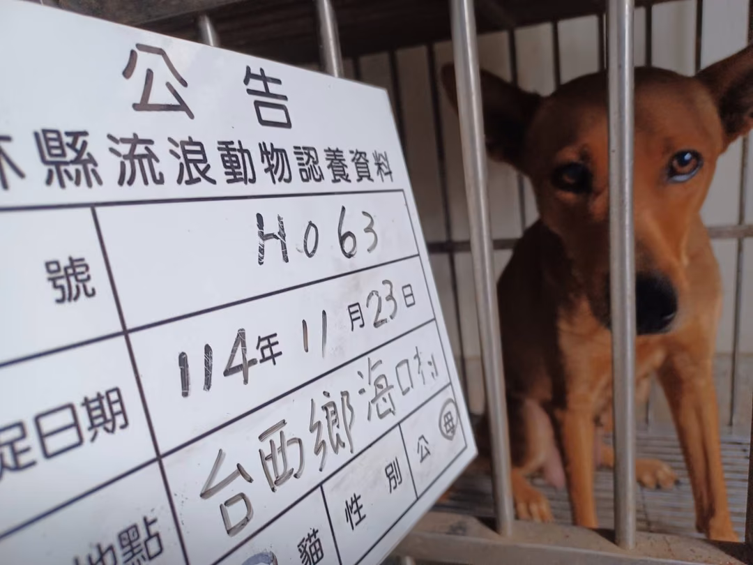 The dog, from the shelter's listing