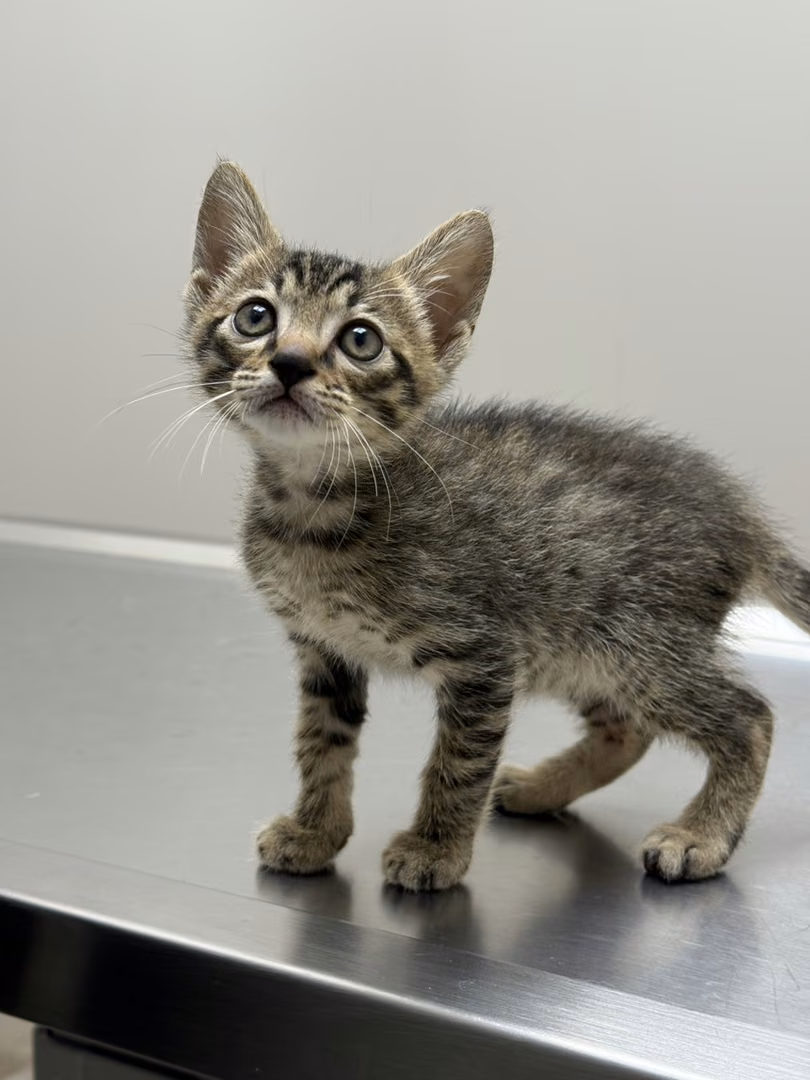 The cat, from the shelter's listing