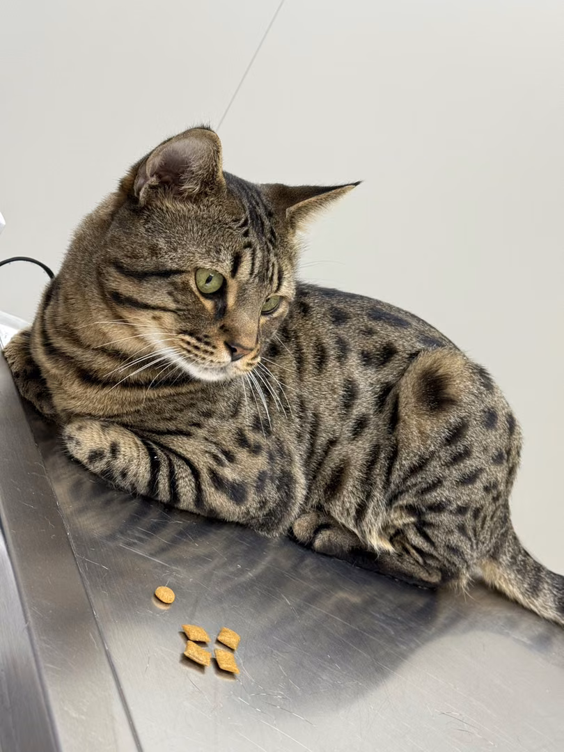 The cat, from the shelter's listing