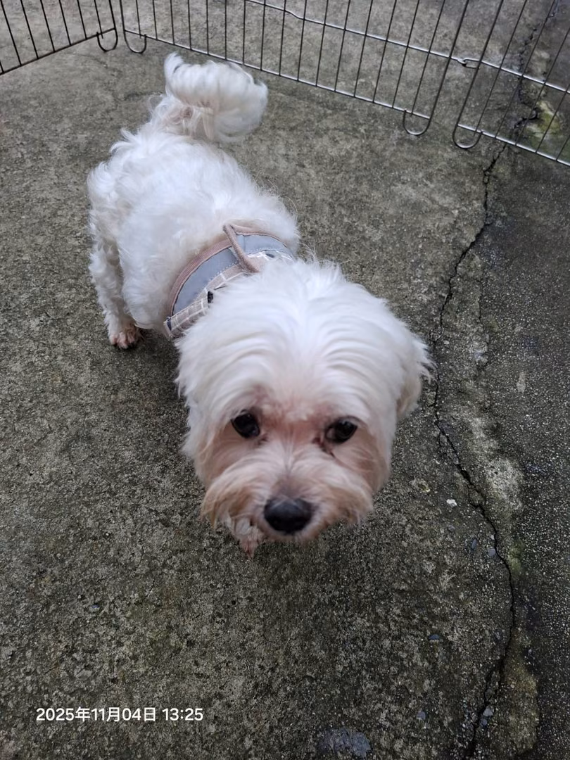 The dog, from the shelter's listing