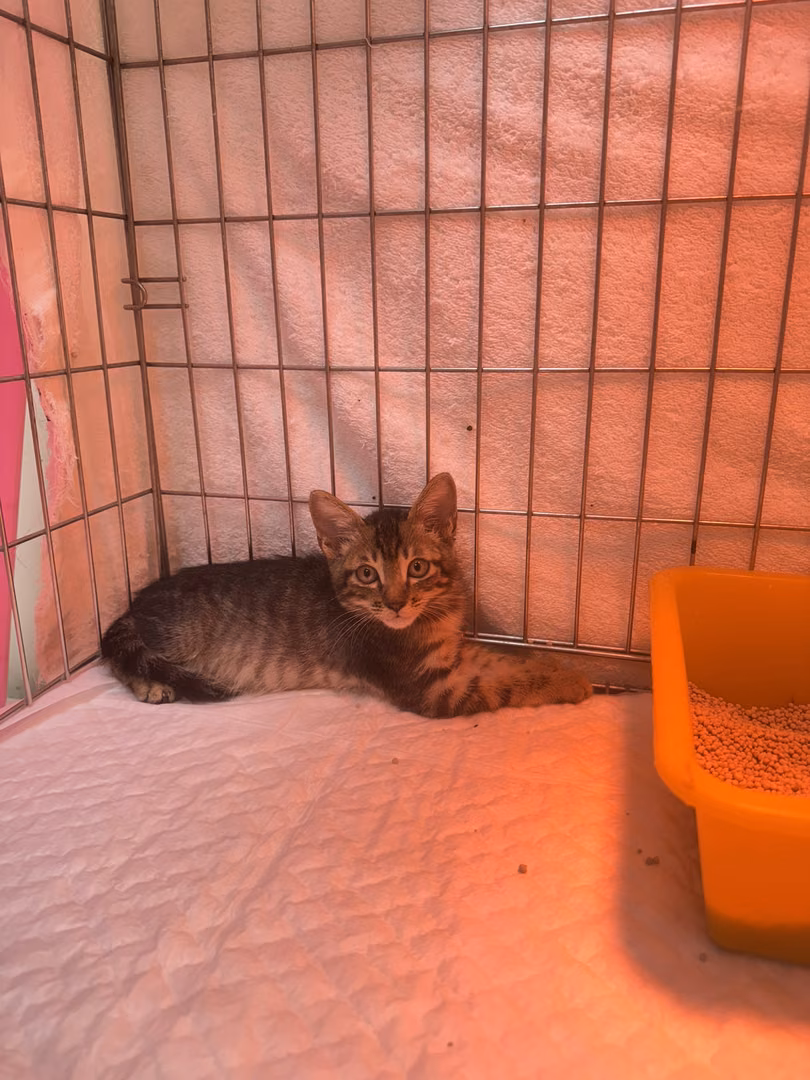 The cat, from the shelter's listing