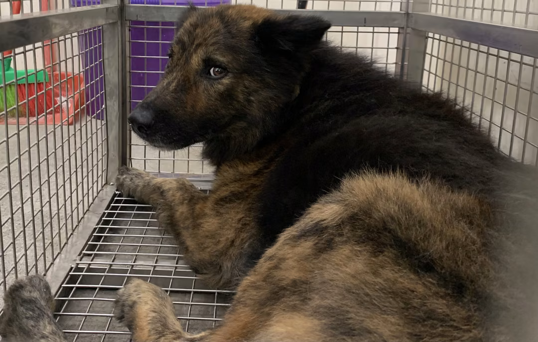 The dog, from the shelter's listing
