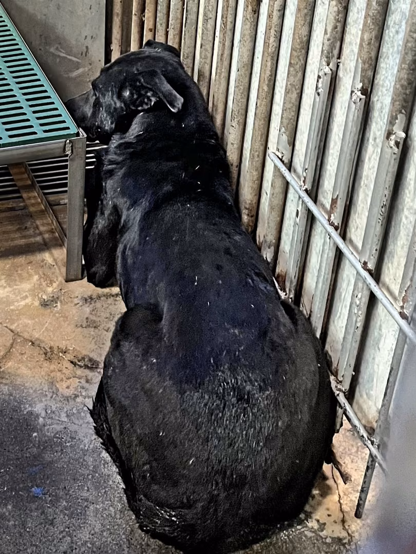 The dog, from the shelter's listing