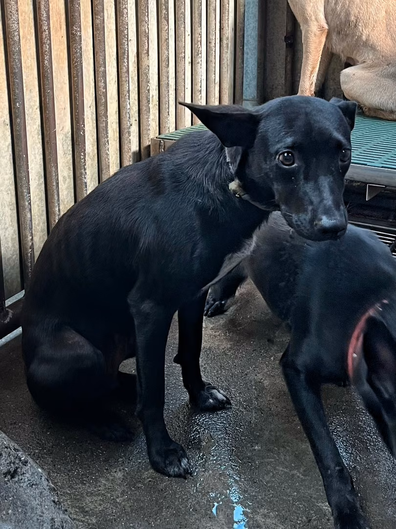 The dog, from the shelter's listing