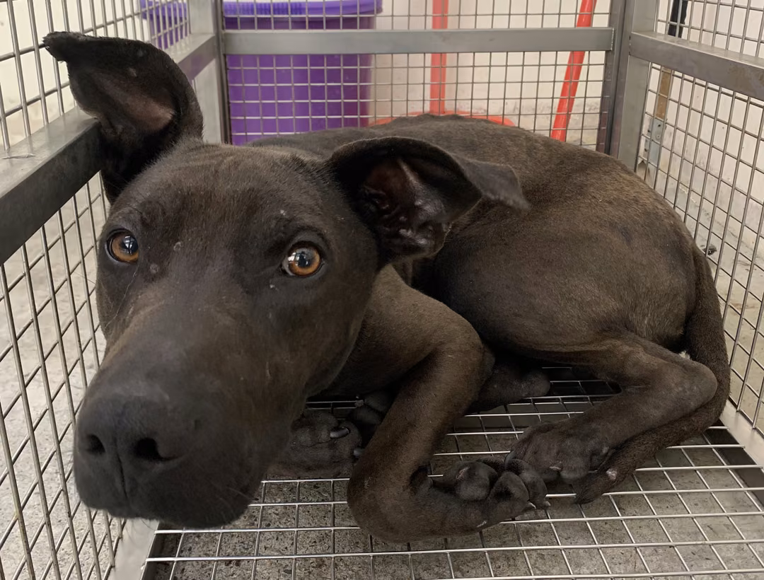 The dog, from the shelter's listing