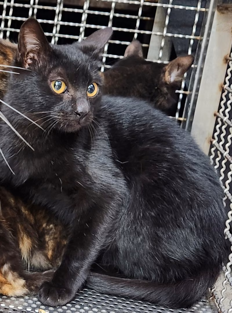 The cat, from the shelter's listing