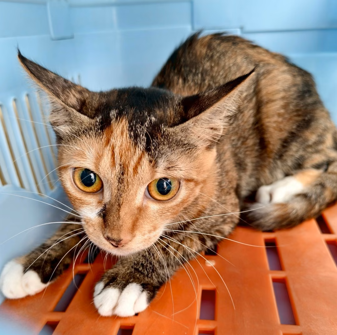 The cat, from the shelter's listing