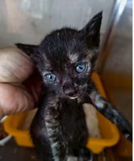 The cat, from the shelter's listing