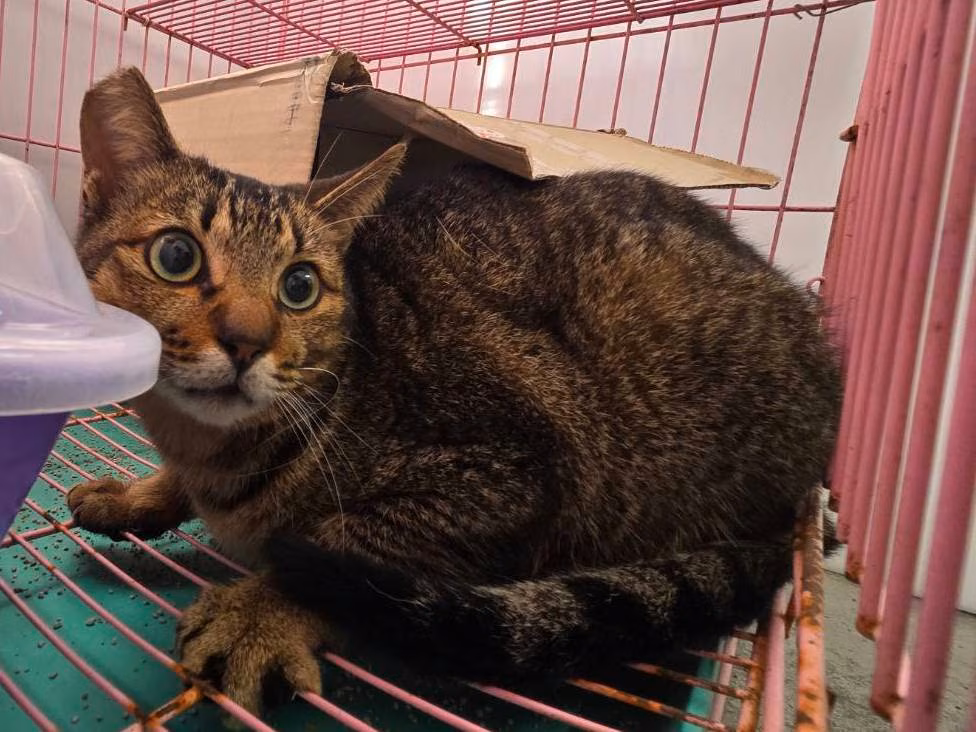 The cat, from the shelter's listing