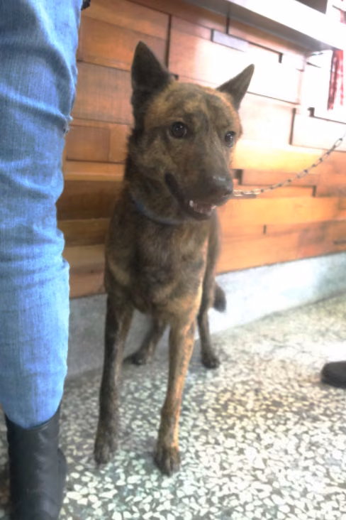 The dog, from the shelter's listing