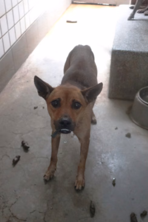The dog, from the shelter's listing
