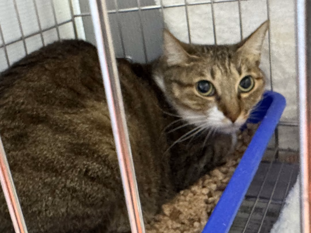 The cat, from the shelter's listing