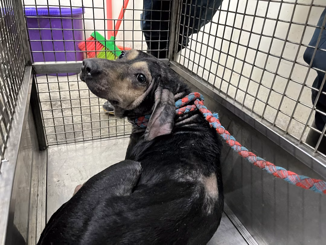 The dog, from the shelter's listing