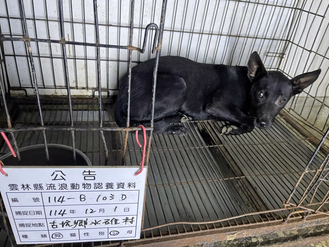 The dog, from the shelter's listing